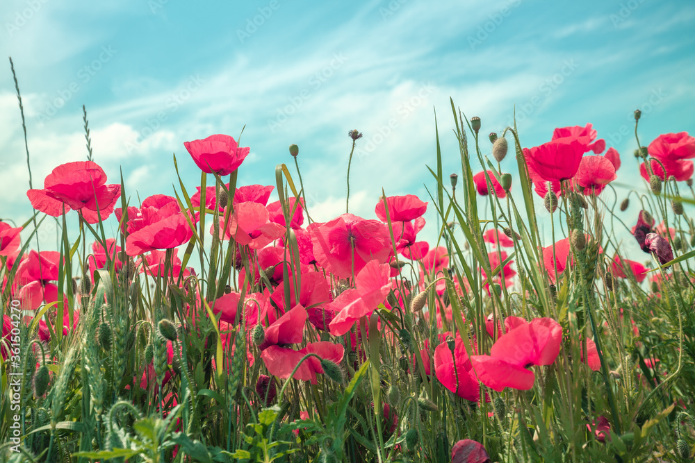 Fototapeta premium Pole kwitnących maków (papaver). Dzikie maki przeciw błękitne niebo. Kwiat natura tło