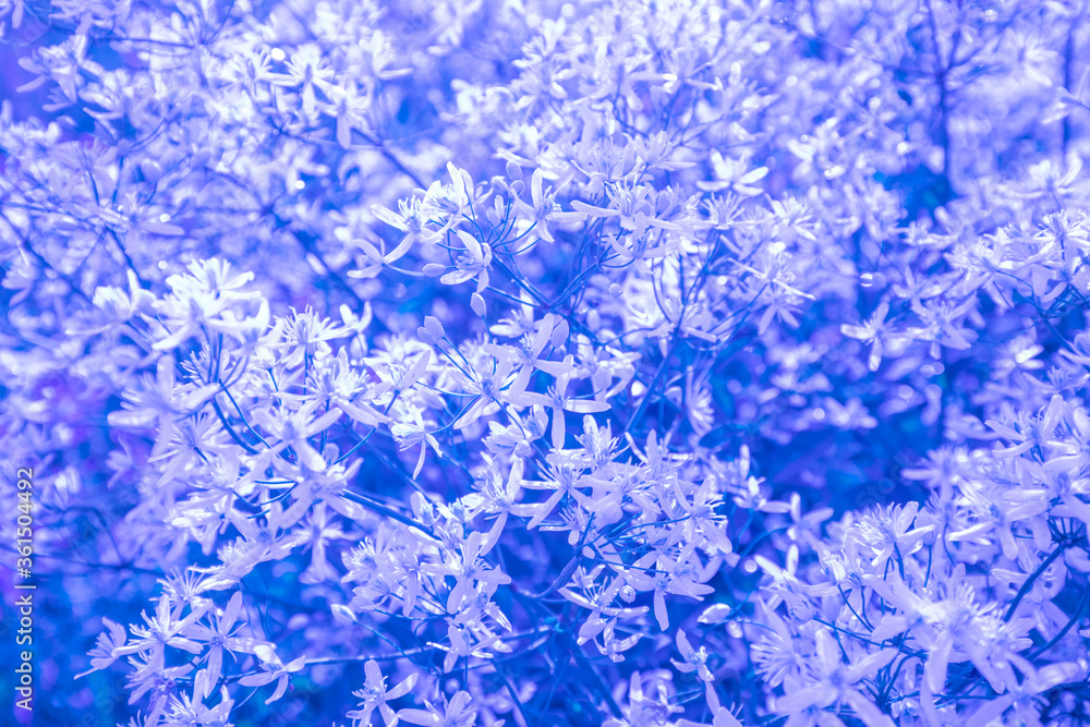 Blooming spring flowers. Beautiful nature background. Blue colored Blooming spring flowers. Beautiful nature background. Blue colored