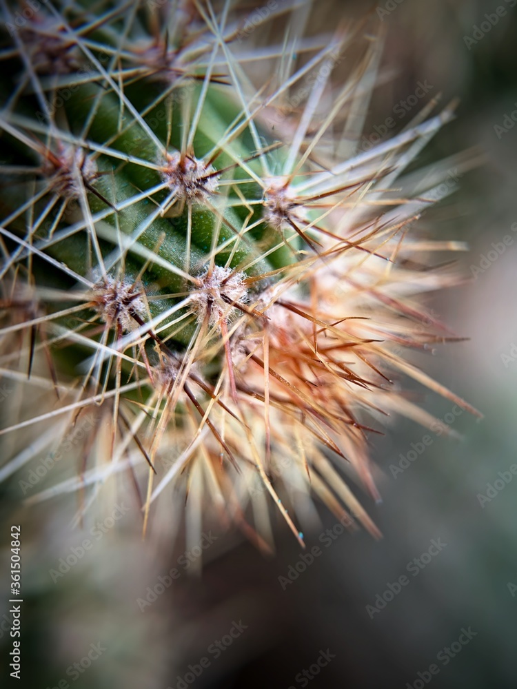 cactus close up cactus close up