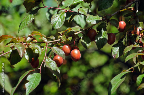 ripe pissardi plum fruit on a tree branch on a background of green leaves photo