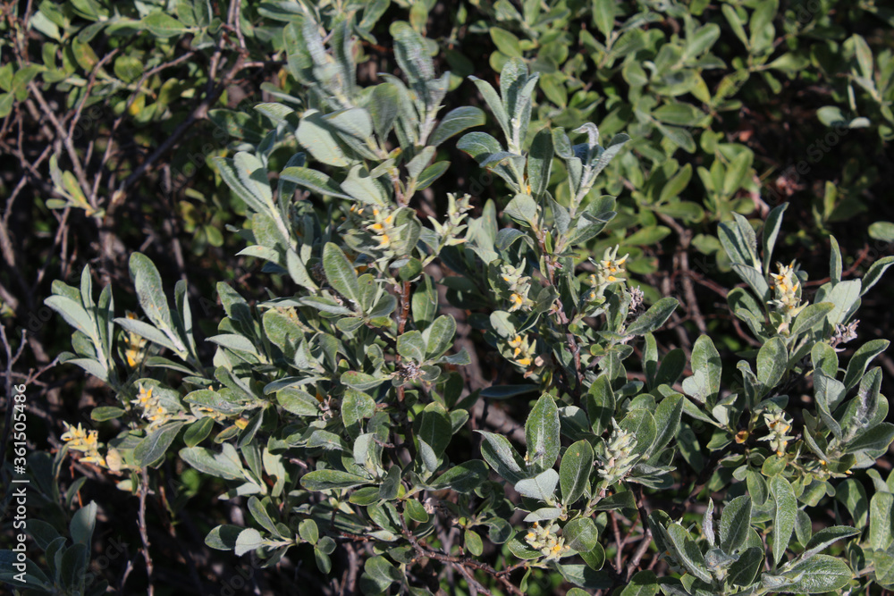 Salix lapponum, the downy willow in the arctic tundra Salix lapponum, the downy willow in the arctic tundra