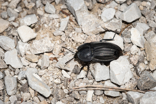 Wallpaper Mural A big black carrion beetle on the ground Torontodigital.ca
