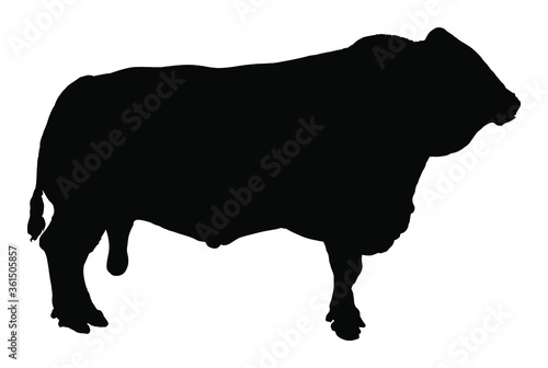 Standing adult bull vector silhouette illustration isolated on white background. Simmentaler Fleckvieh. Simmental cow. Breeding bull.  quality genetic material for insemination. Organic food. 