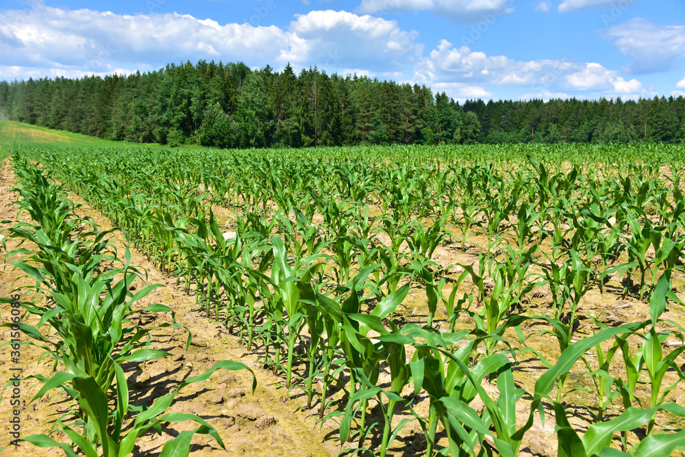 Fototapeta premium Young corn plants in a field. Maize or sweetcorn plants background. Cornfield texture. Agricultural and farm concept.