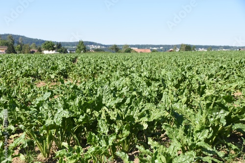 Field of fodder sugar beet on the countryside in Switzerland during summer with roof of houses, trees and blue sky in background
