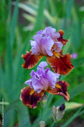Beautiful iris flowers grow in the garden.