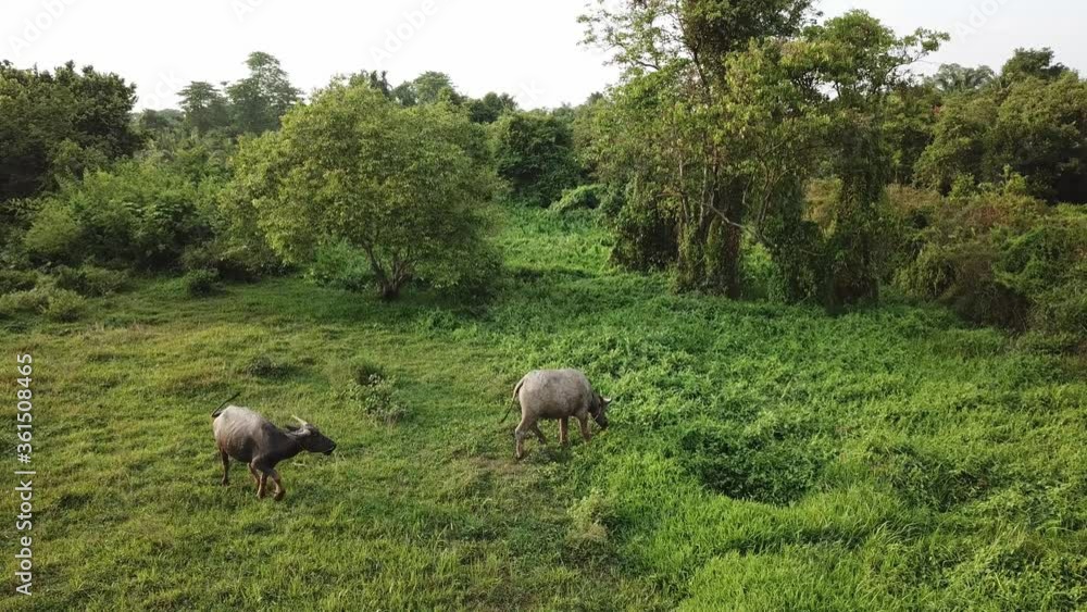 Buffaloes grazing grass at field in evening. Buffaloes grazing grass at field in evening.