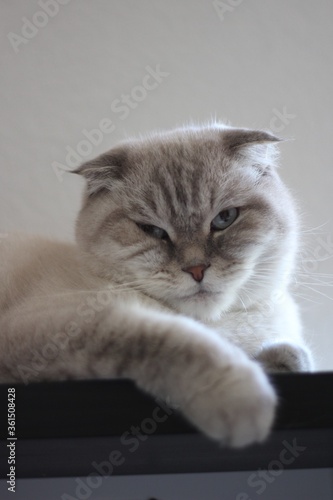 cat