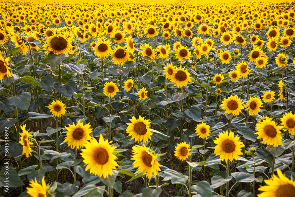 Field with sunflowers. Beautiful sunflower. Sunflower closeup. Field with sunflowers. Beautiful sunflower. Sunflower closeup.