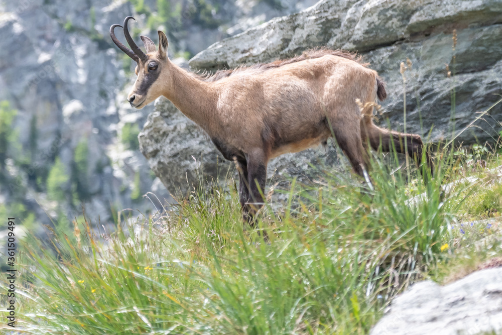 chamois dans le parc national du Mercantour chamois dans le parc national du Mercantour