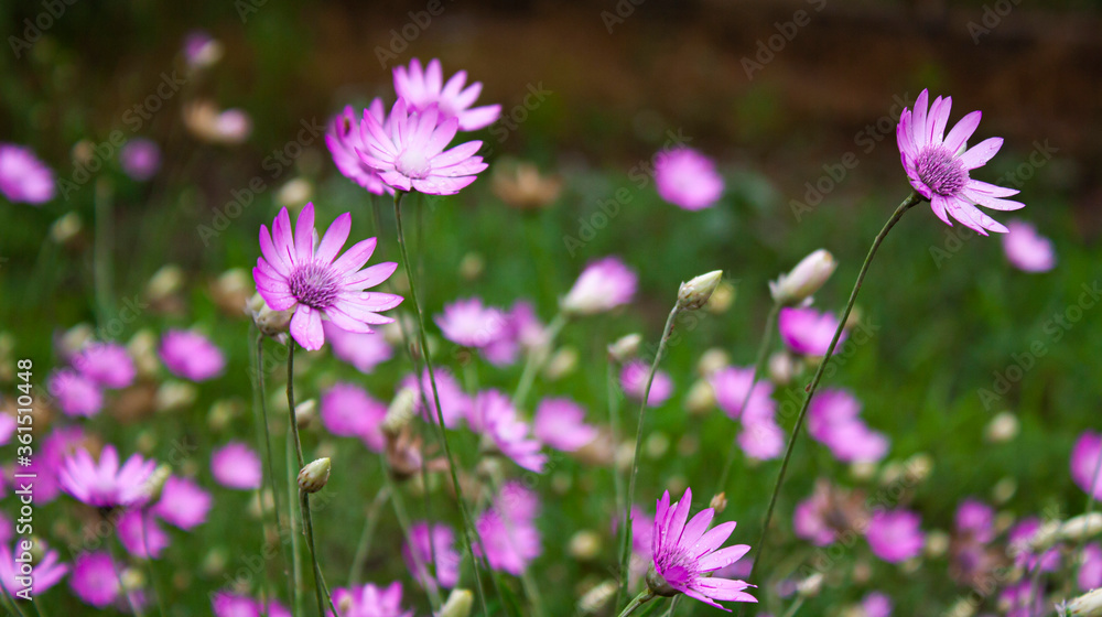 flowers covered with drops of water after rain on the lawn