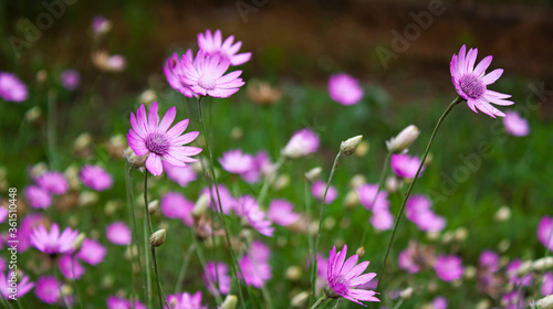 flowers covered with drops of water after rain on the lawn