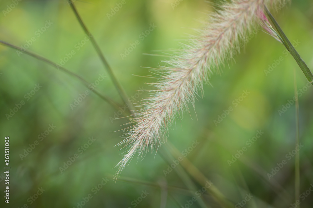 Flowers from grass With small stamens around the flower On the background image is green from natural trees. The photos are partially clear Flowers from grass With small stamens around the flower On the background image is green from natural trees. The photos are partially clear