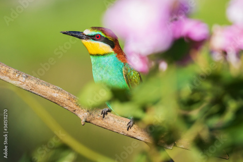 portrait of a bee-eater sitting among beautiful flowers
