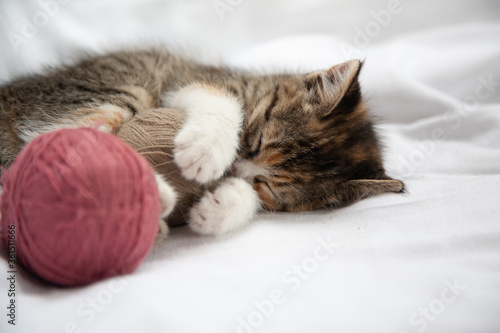 Canvas Print Little sleeping kitten with wool thread stitches on a white background
