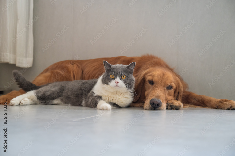 Obraz premium British Shorthair and Golden Retriever