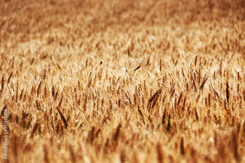 Weizenfeld im Wind und Sonnenschein