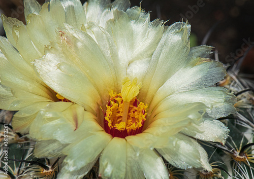 Closeup Macro of a Yellow Rhinoceros Sea-urchin Coryphantha cornifera Cactus Flower showing fine detail of the petals, stamens, pistil, pollen and spines photo
