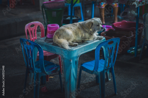 Dog sitting on a table in a night market in Yangon, Burma photo