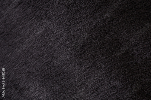 Texture of black fur of a cow, bull closeup. Background, design, ideas.