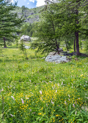 Fototapeta Naklejka Na Ścianę i Meble -  Paysage de montagne des Alpes dans le Parc du Mercantour - Alps mountain landscape in the Mercantour Park