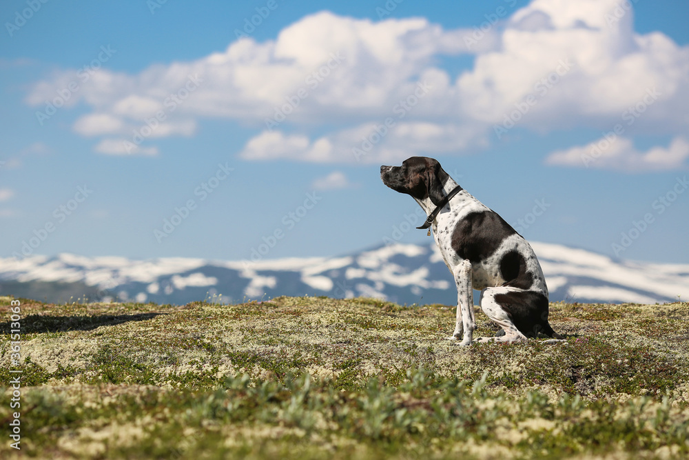 Dog english pointer