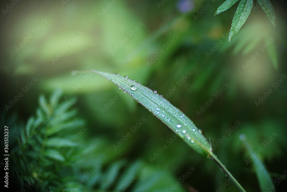 Dew drops on the grass And have a dark and light green backdrop alternately Dew drops on the grass And have a dark and light green backdrop alternately