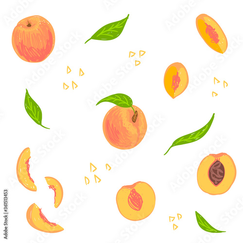 Peach hand drawn vector illustration. Peach fruit set. Whole, sliced, cut nectarine, leaves, pit. Design template