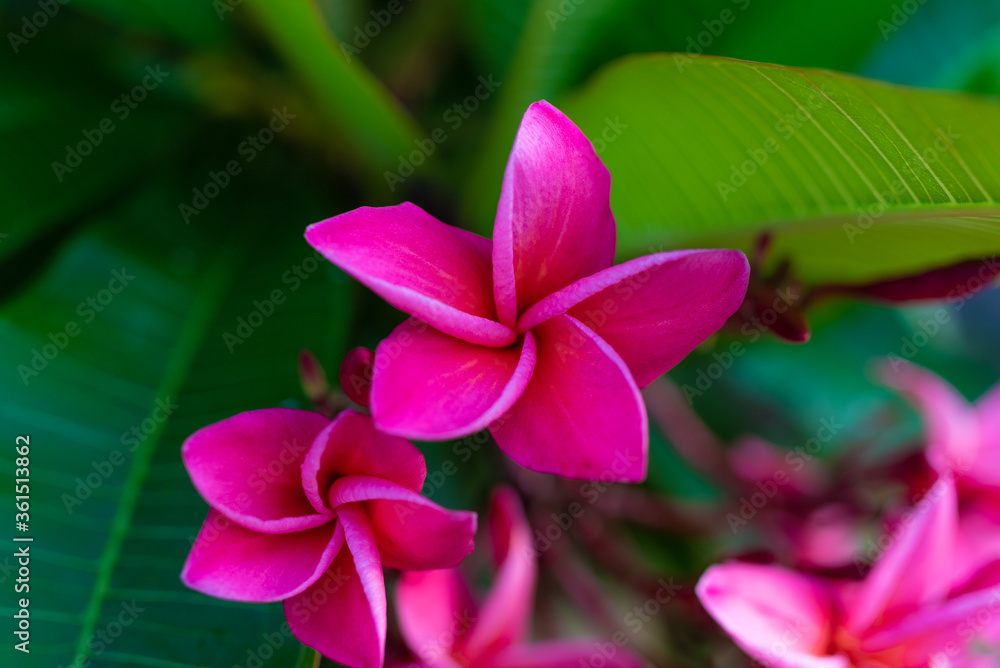 exotic frangipani flowers with green leaves, background image for wallpaper and walls, pink plumeria, beauty in Thailand on Koh Samui