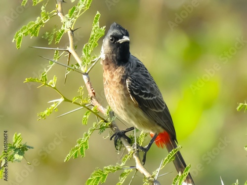 red vented bulbul bird sitting on branch with blur background photo