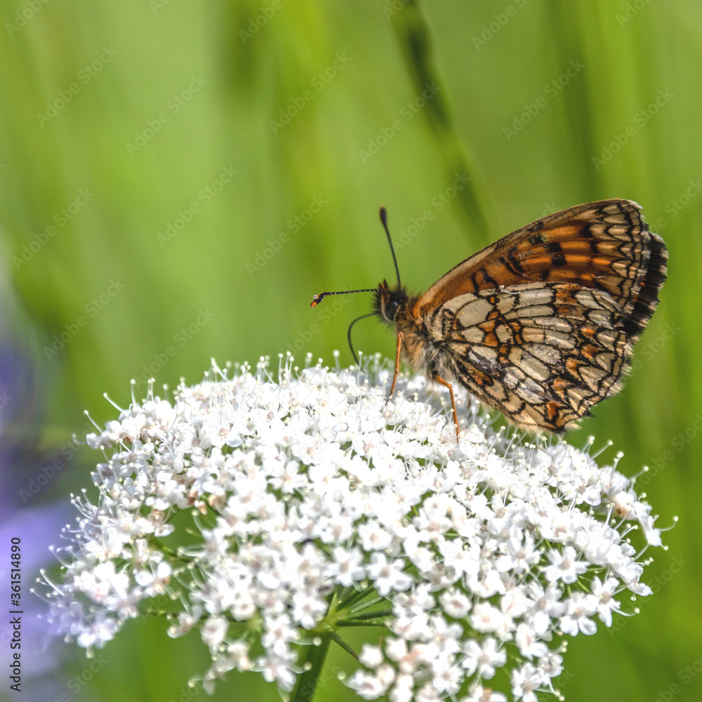 Fototapeta premium Papillon sur une fleur - butterfly on a flower