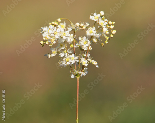 White flowers of Dropwort or Fern-leaf dropwort, Filipendula vulgaris photo