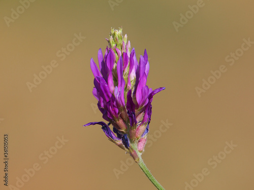 Milkvetch purple flower, Astragalus onobrychis

