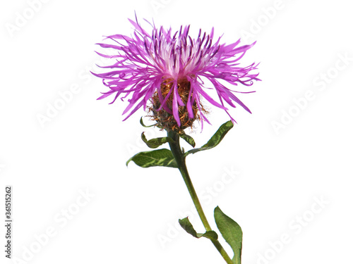 Wig knapweed purple flower head isolated on white, Centaurea phrygia ssp. pseudophrygia 