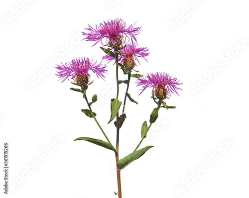 Wig knapweed  with purple flower heads isolated on white  Centaurea phrygia ssp. pseudophrygia