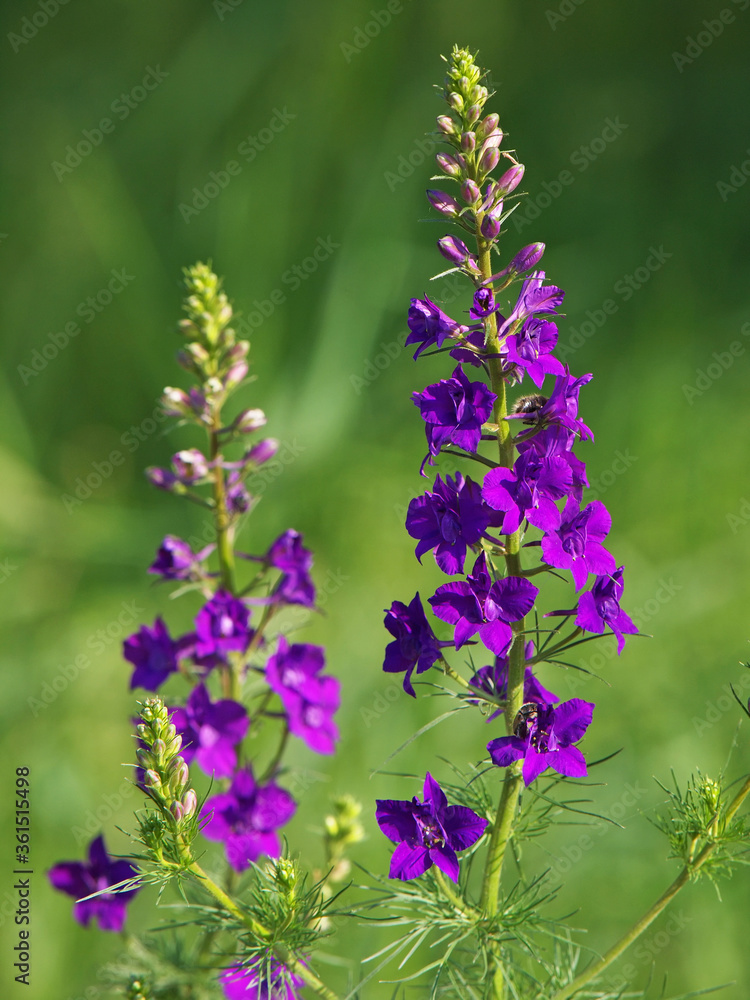 Fototapeta premium Larkspur with purple flowers, Consolida orientalis