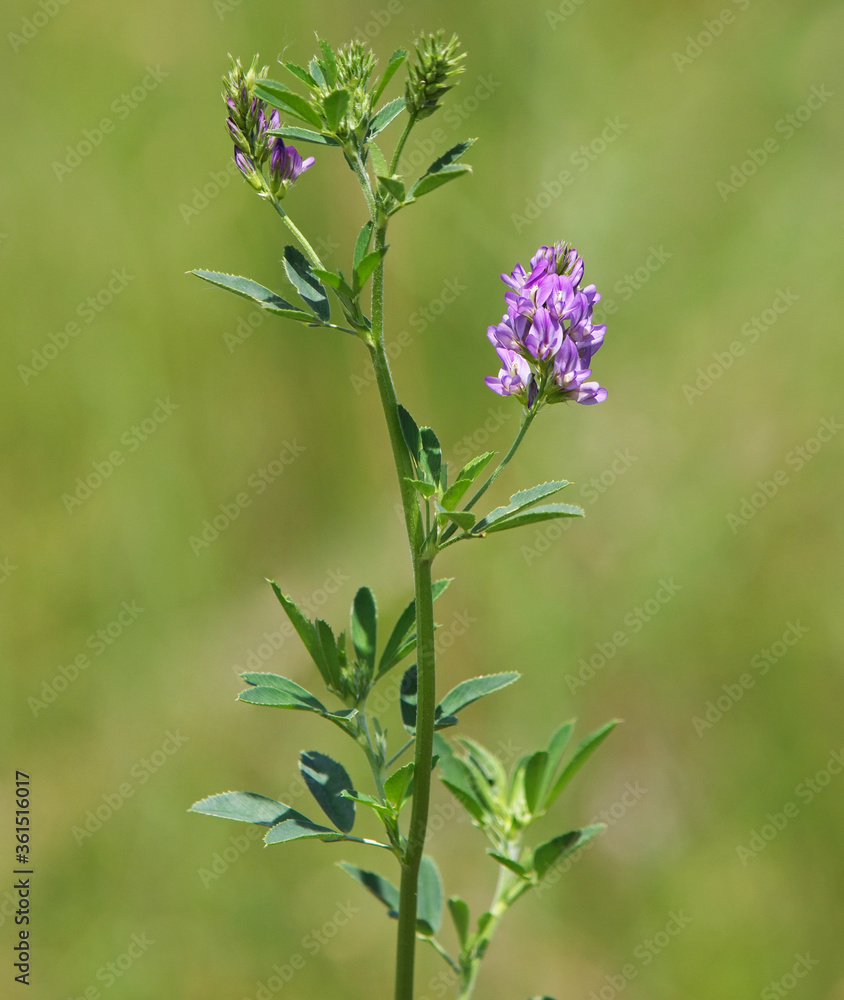 Alfalfa flower, Medicago sativa
