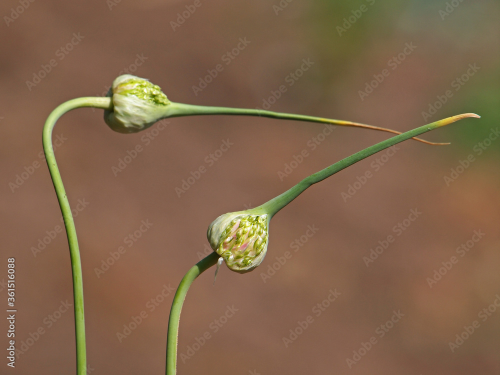 Garlic flower head, Allium sativum Garlic flower head, Allium sativum