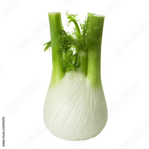 Fennel isolated on a white background close-up.