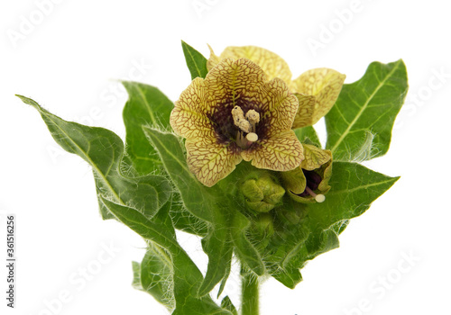 Tableau sur toile Black henbane blooming plant isolated on white, Hyoscyamus niger