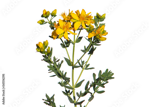 Yellow flowers of common or perforate St John s wort plant isolated on white  Hypericum perforatum
