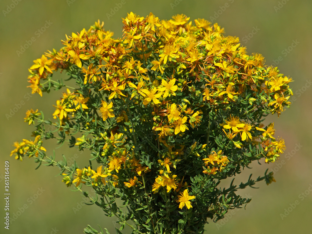 Yellow flowers of common or perforate St John's wort, Hypericum perforatum
