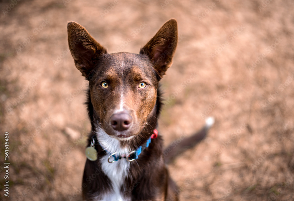 Australian Stumpy Tail Cattle Kelpie Cross Cattle Long Haired Red