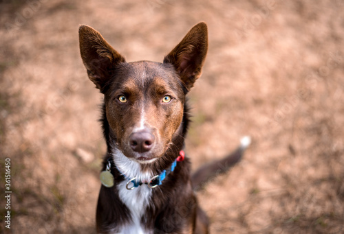 Photos A portrait of a brown Australian Kelpie dog