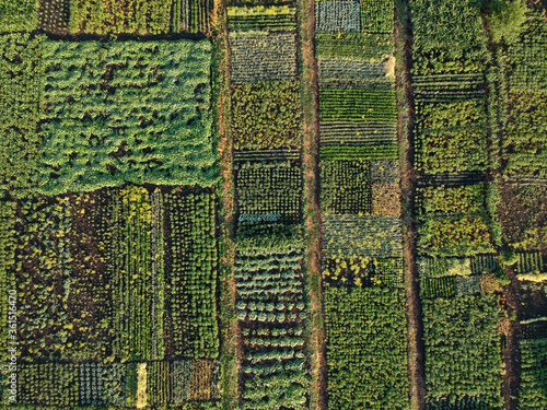Fotografie Green vegetable garden, aerial view