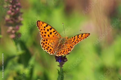 The Queen of Spain fritillary butterfly, Issoria lathonia photo