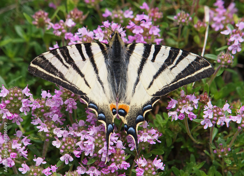 The scarce swallowtail butterfly, Iphiclides podalirius