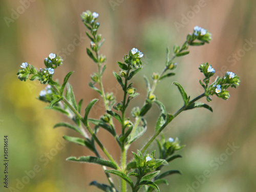 Blooming plant of European stickseed, Lappula squarrosa	 photo