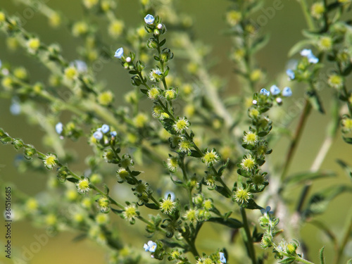 Blooming plant of European stickseed, Lappula squarrosa	 photo