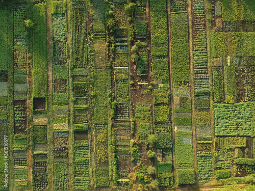 Fototapeta Green vegetable garden, aerial view